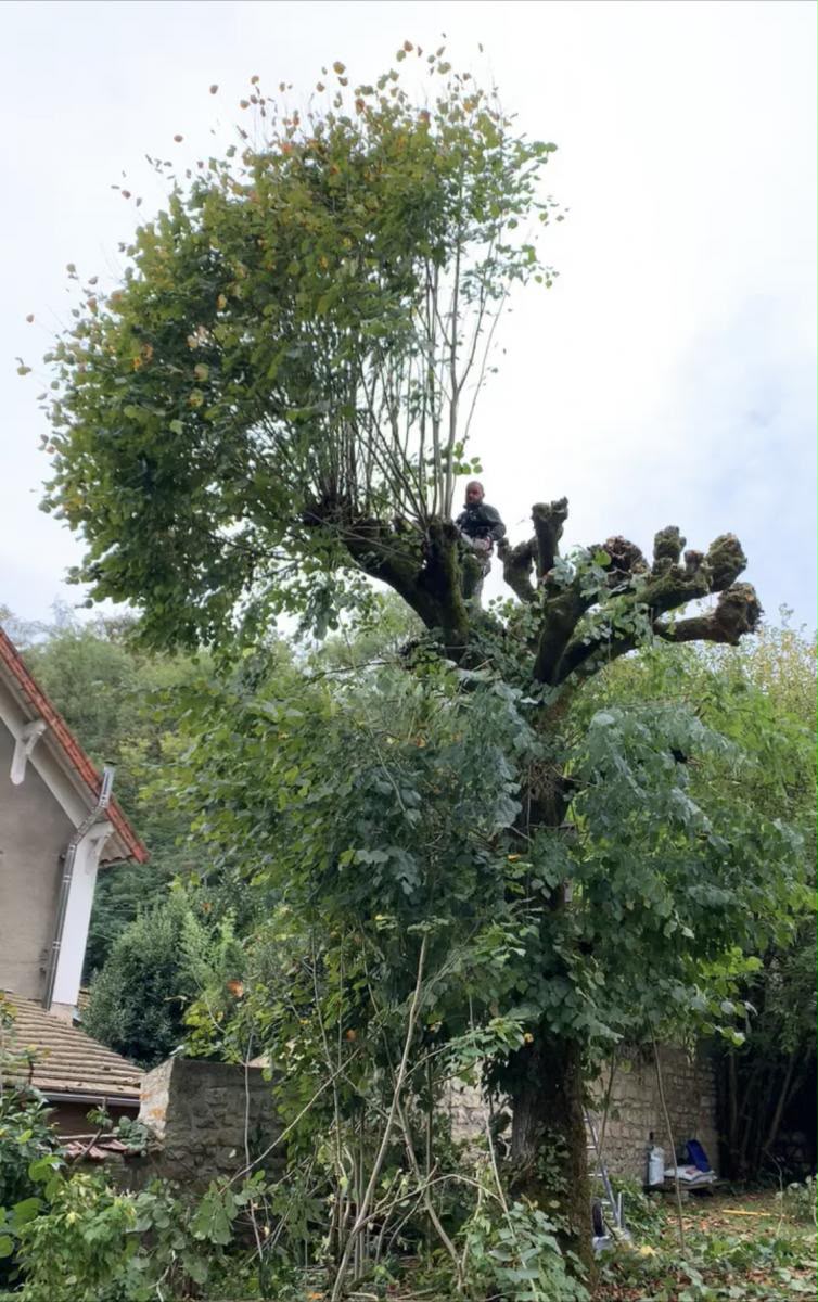 Réalisation Élagueur 6