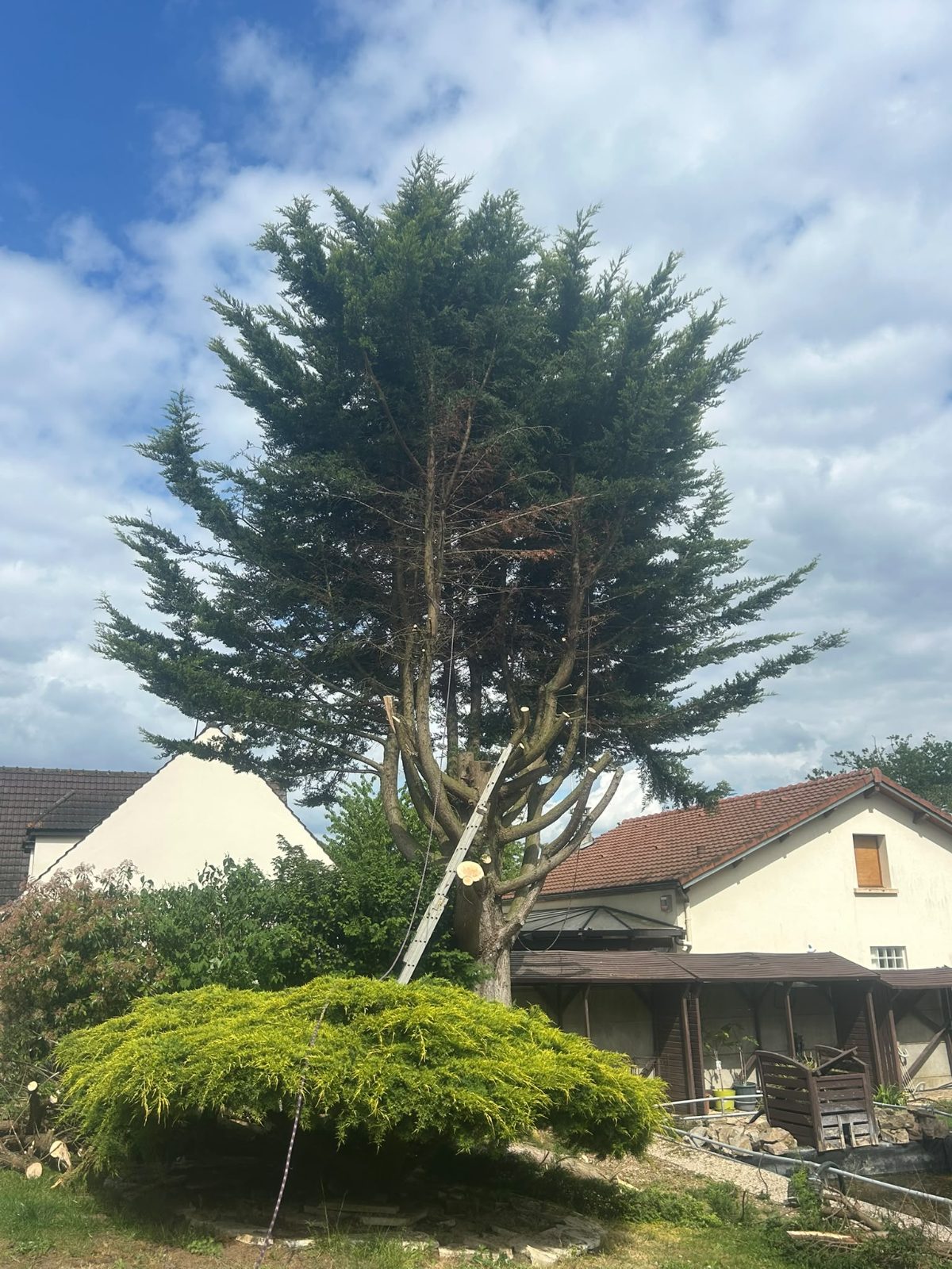 Réalisation Élagueur 19